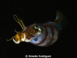 Night dive Crash Boat  canon g9 inon strobes by Ernesto Rodriguez 